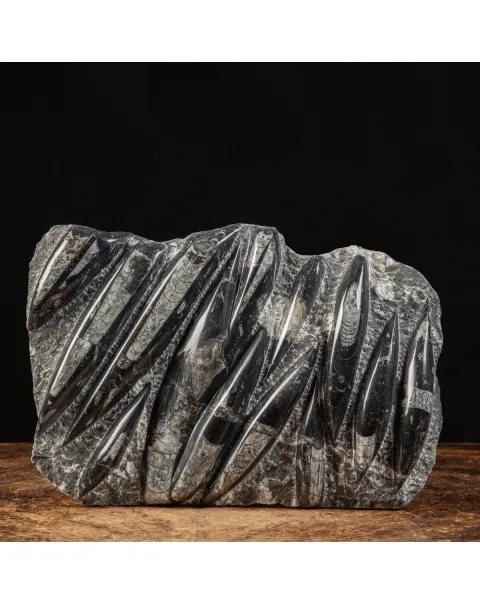 Lastra con Orthoceras Fossili