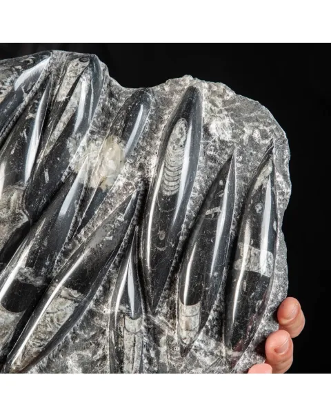Lastra con Orthoceras Fossili