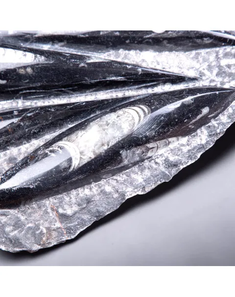 Lastra con fossili di Orthoceras – Ordoviciano, Marocco