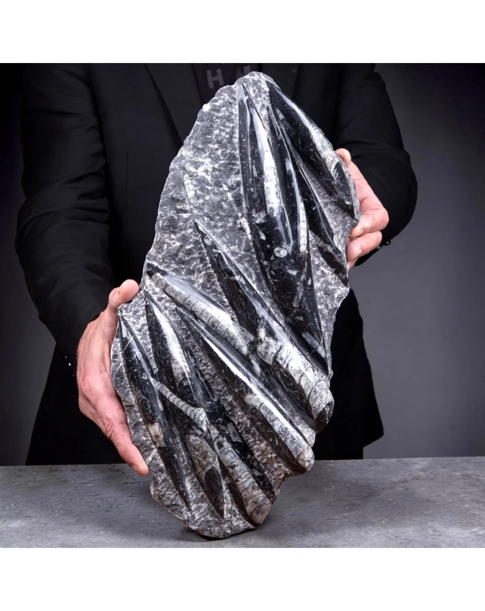 Lastra con fossili di Orthoceras – Ordoviciano, Marocco
