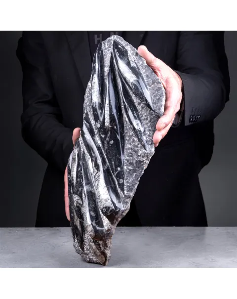 Lastra con fossili di Orthoceras – Ordoviciano, Marocco