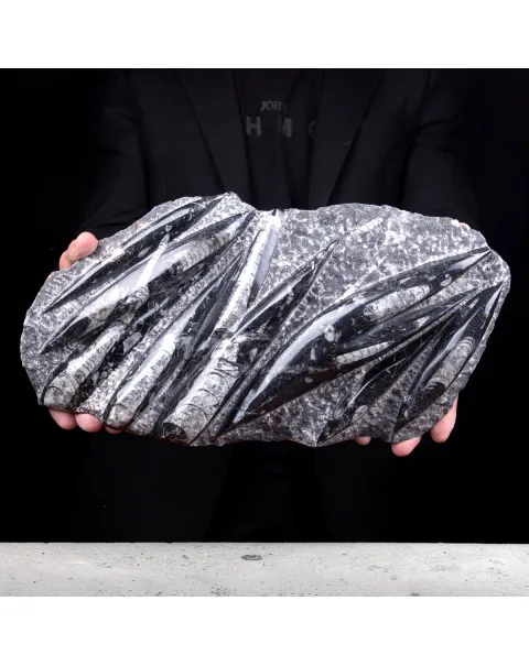 Lastra con fossili di Orthoceras – Ordoviciano, Marocco
