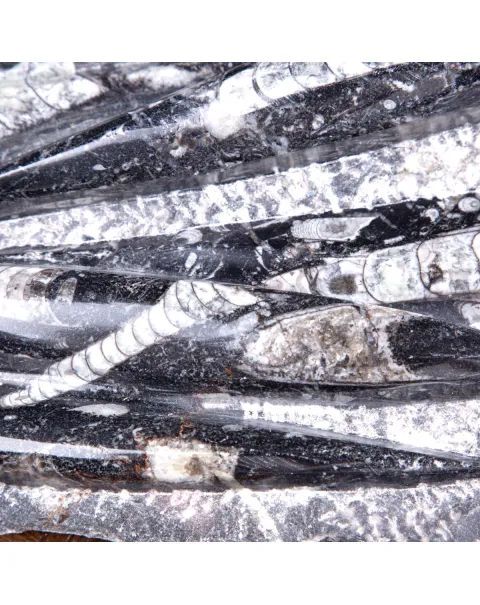 Lastra con fossili di Orthoceras – Ordoviciano, Marocco