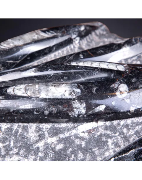 Lastra con fossili di Orthoceras – Ordoviciano, Marocco