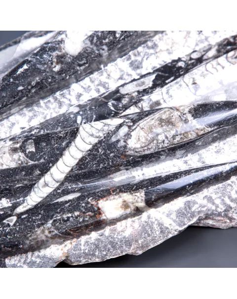 Lastra con fossili di Orthoceras – Ordoviciano, Marocco