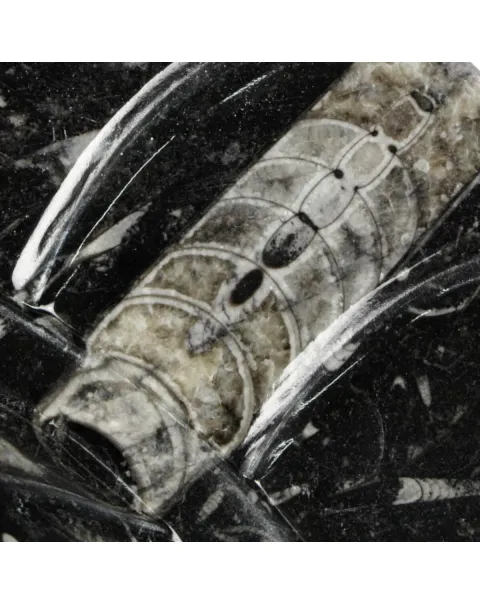 Lavandino Preistorico - Matrice Fossile