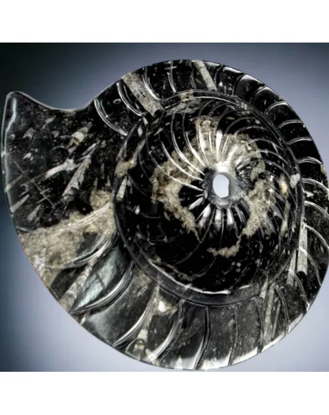 Lavandino Preistorico - Matrice Fossile