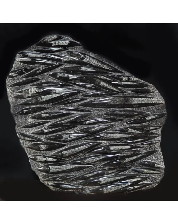 Lastra con Orthoceras Fossili
