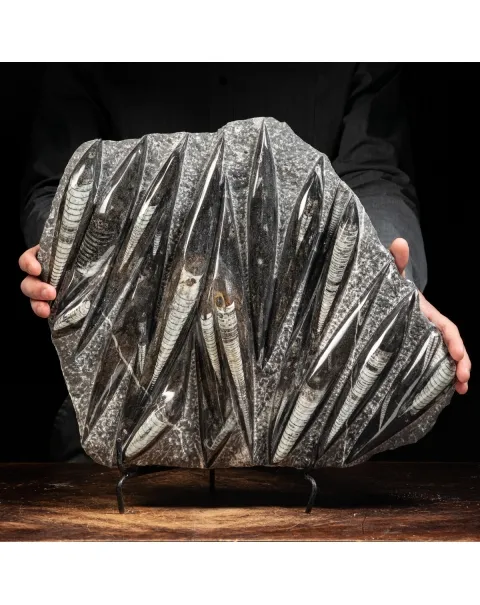 Lastra con Orthoceras Fossili