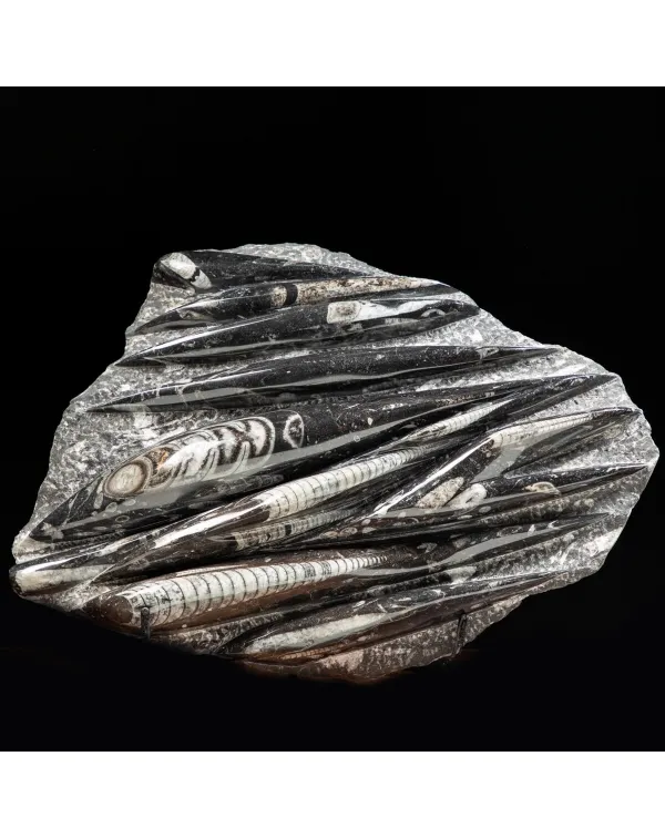 Lastra con Orthoceras Fossili