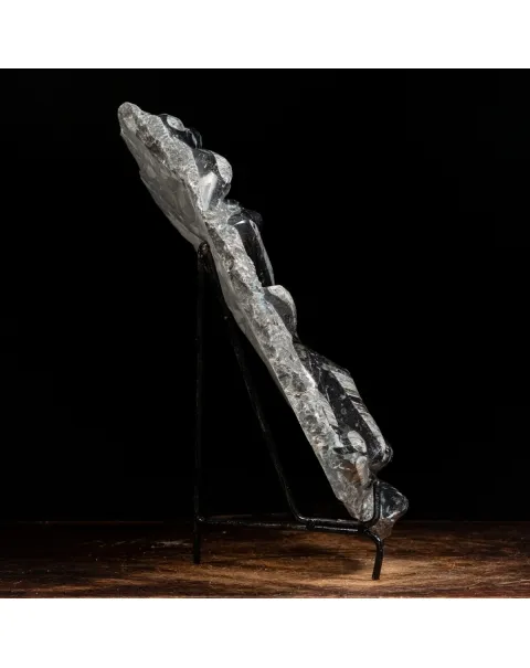 Lastra con Orthoceras Fossili