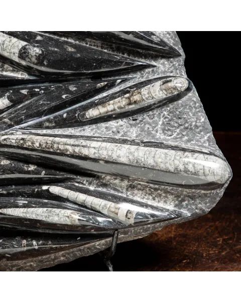 Lastra con Orthoceras Fossili