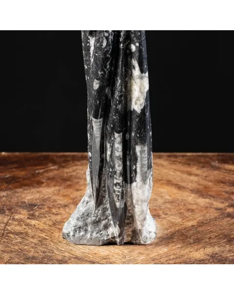 Torre con Orthoceras Fossili