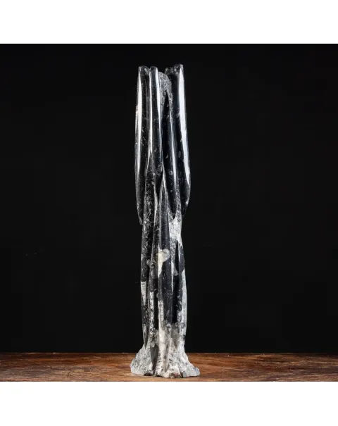 Torre con Orthoceras Fossili