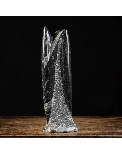 Orthoceras Levigato e Lucidato: Eleganza Preistorica.