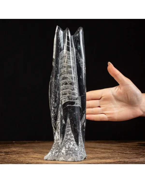 Orthoceras a Forma di Torre: L'Arte della Natura.