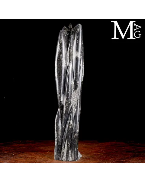 Torre Fossile di Orthoceras