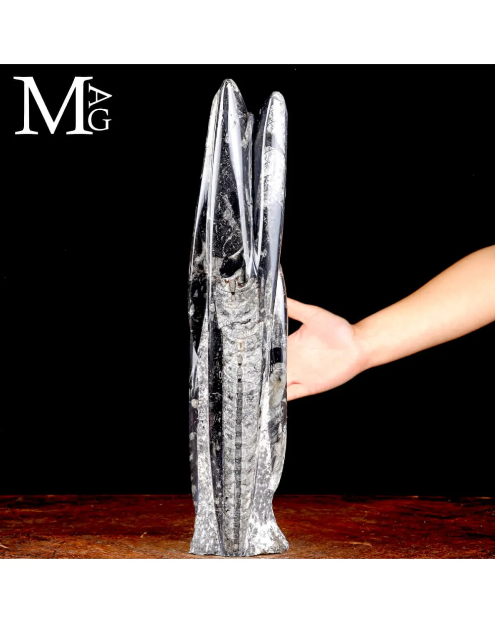 Colonna Fossile in Orthoceras – Il Viaggio del Tempo