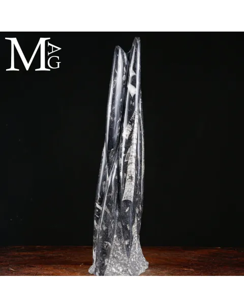 Scultura Fossile in Orthoceras.