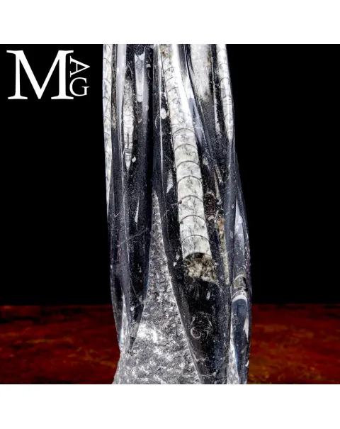Scultura Fossile in Orthoceras.
