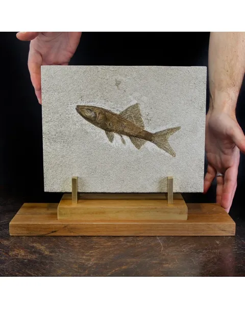 Rhacolepis Buccalis Fossile su base