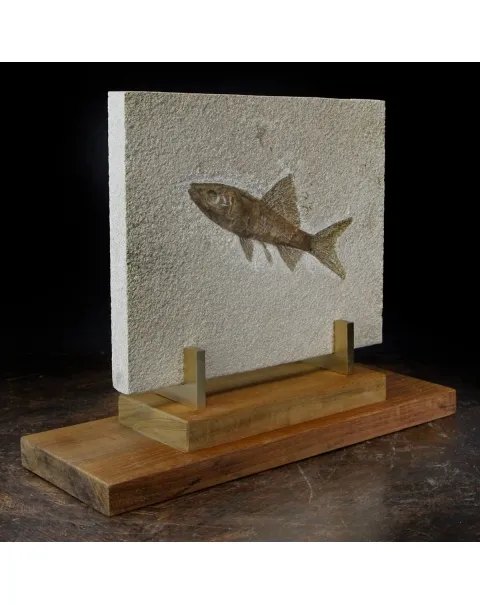 Rhacolepis Buccalis Fossile su base