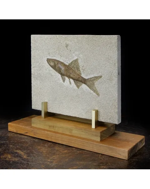 Rhacolepis Buccalis Fossile su base