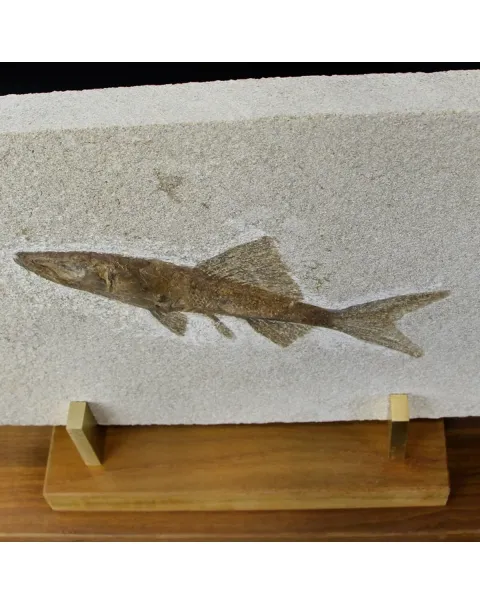 Rhacolepis Buccalis Fossile su base