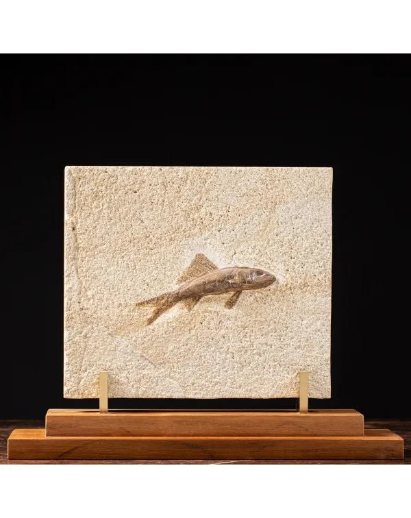 Rhacolepis Buccalis Fossile su base