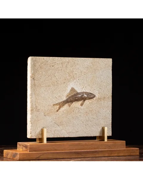 Rhacolepis Buccalis Fossile su base
