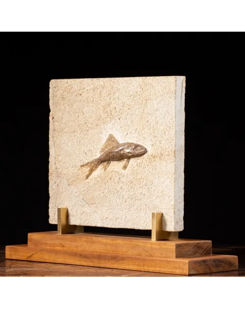 Rhacolepis Buccalis Fossile su base