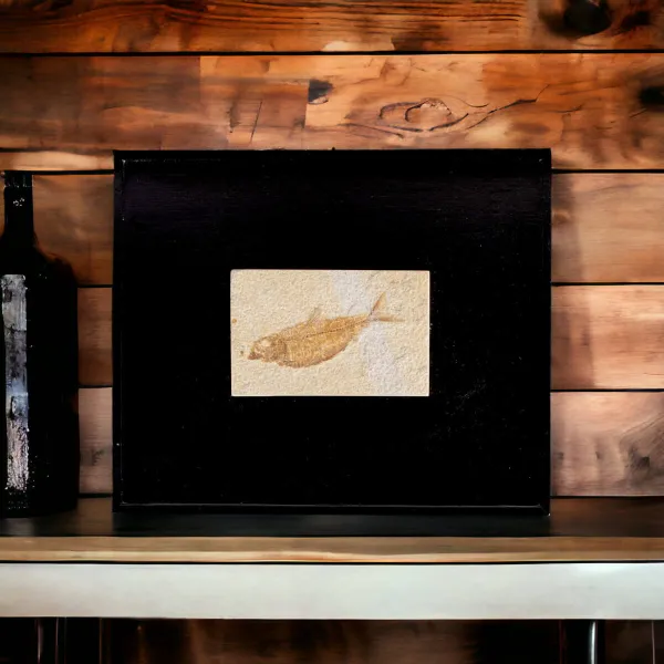 Quadro con Pesci Fossili del Wyoming