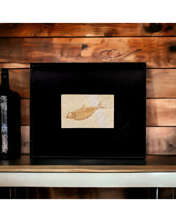 Quadro con Pesci Fossili del Wyoming