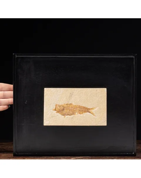 Quadro con Pesci Fossili del Wyoming