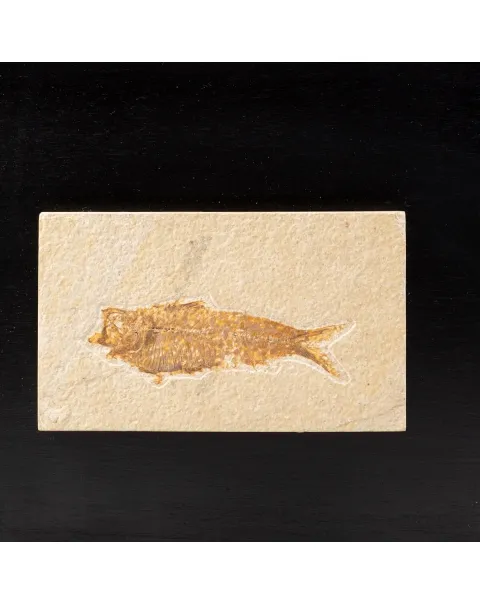 Quadro con Pesci Fossili del Wyoming
