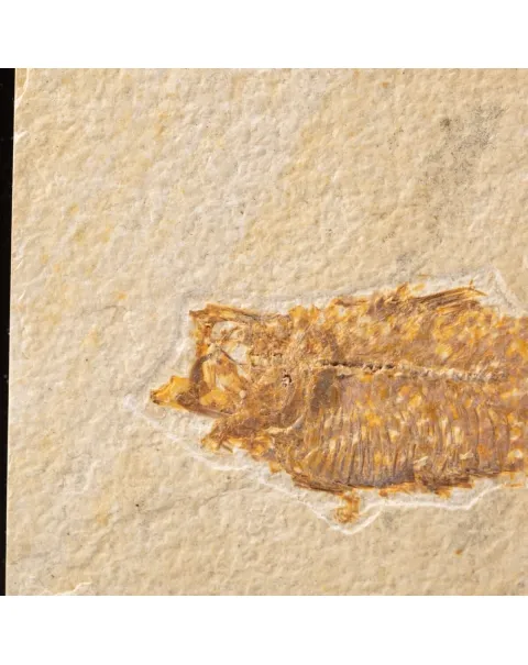 Quadro con Pesci Fossili del Wyoming