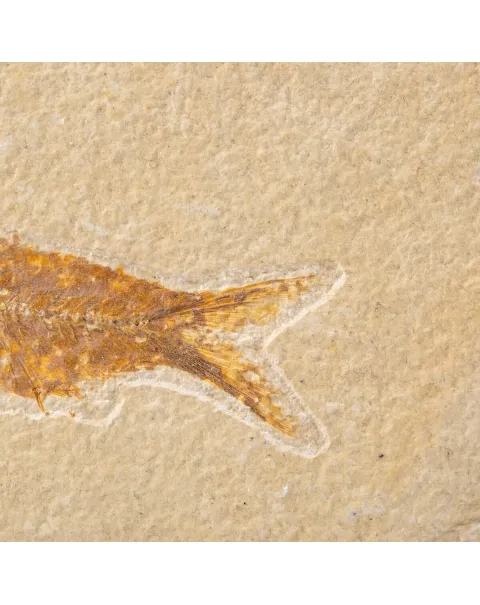 Quadro con Pesci Fossili del Wyoming