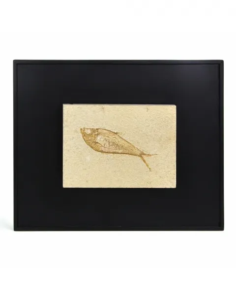 Trittico di Fossili su Quadro