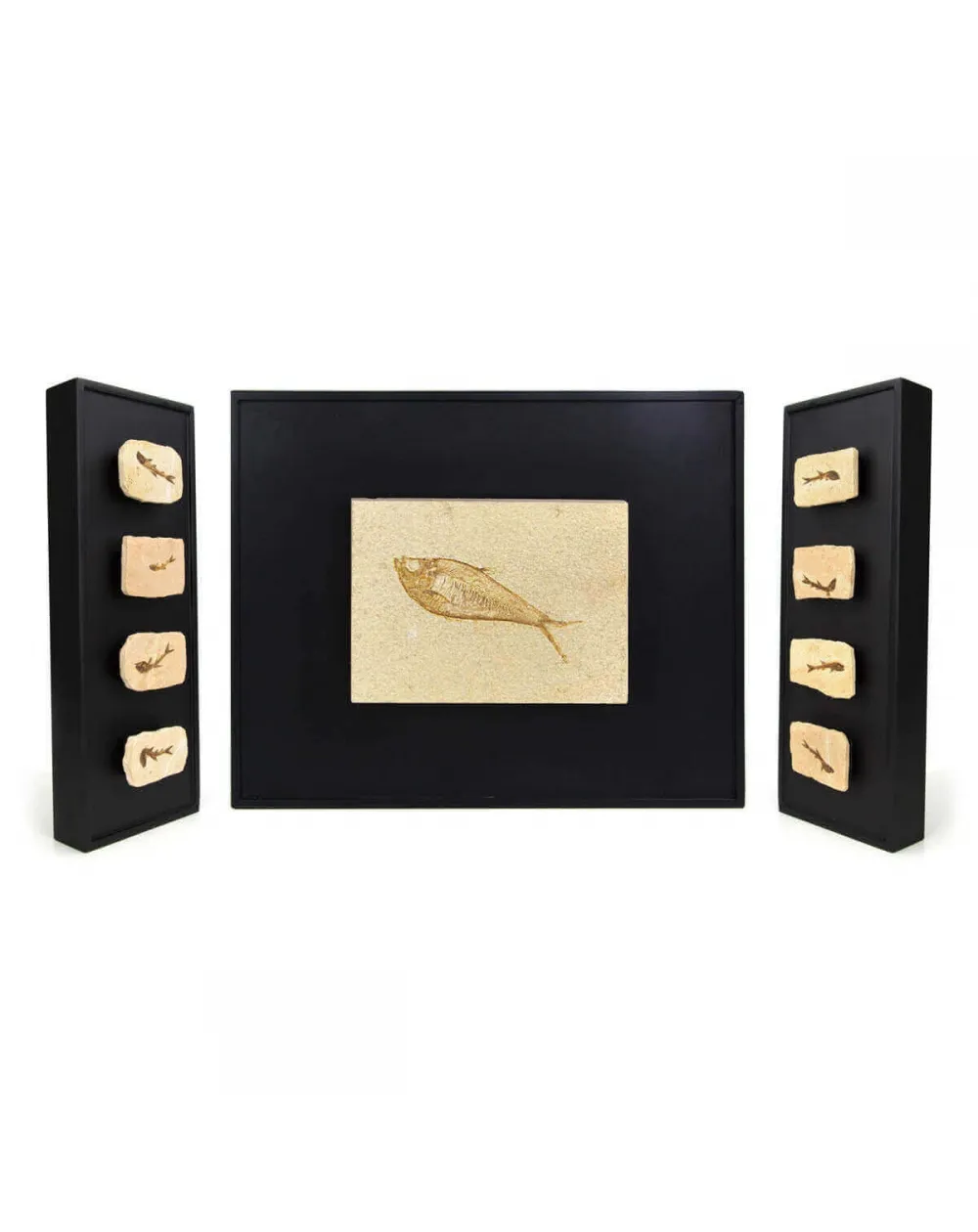Trittico di Fossili su Quadro
