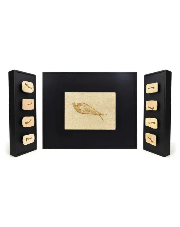 Trittico di Fossili su Quadro