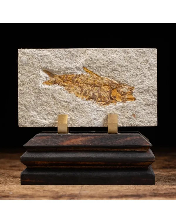 Knightia Fossile su base