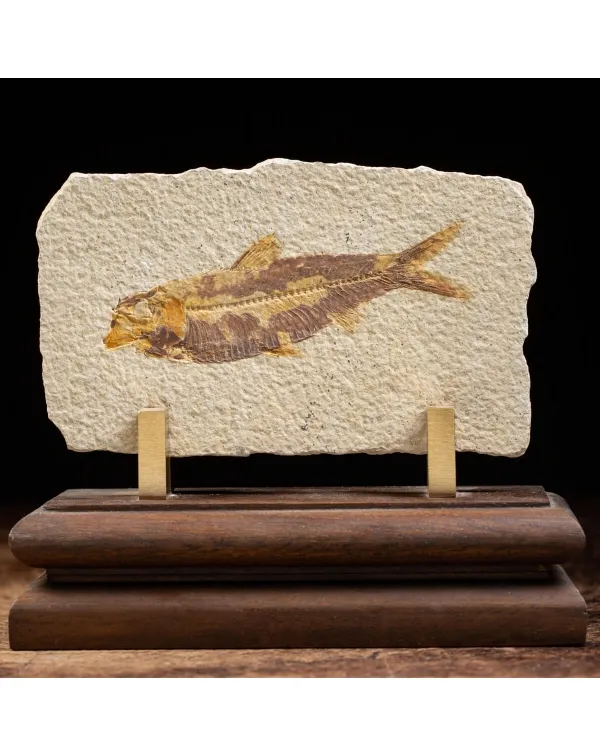 Knightia Fossile su base