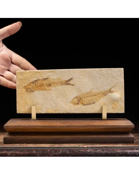 Knightia Fossile su base