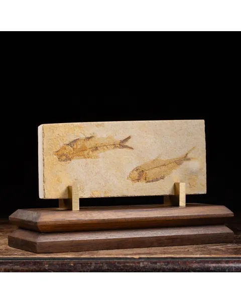 Knightia Fossile su base