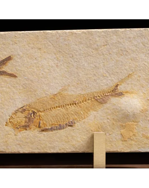 Knightia Fossile su base