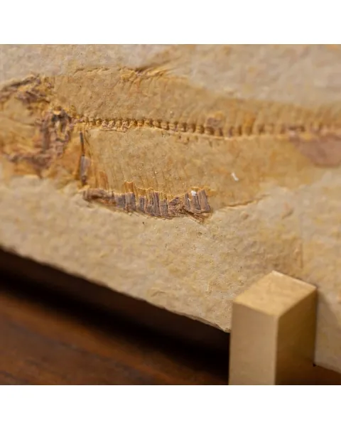 Knightia Fossile su base