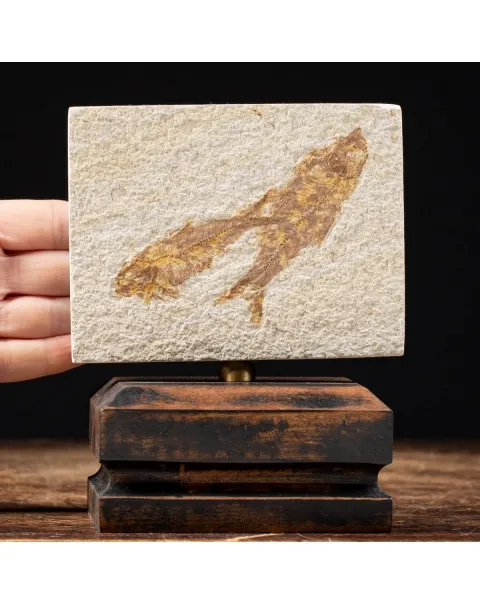 Knightia Fossile su base
