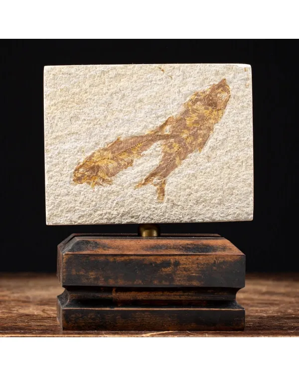 Knightia Fossile su base