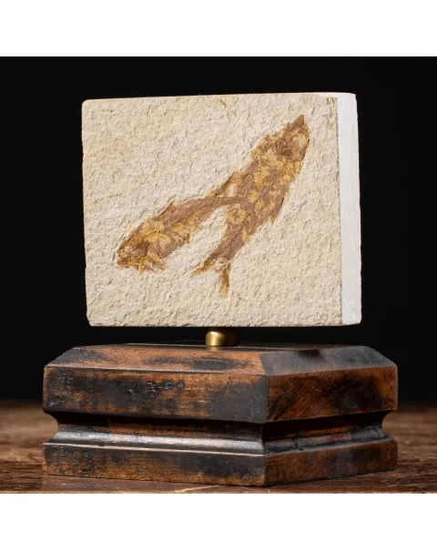 Knightia Fossile su base