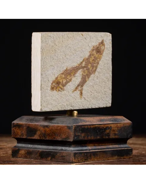 Knightia Fossile su base